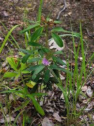 Image result for Tephrosia dasyphylla