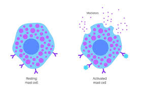 Image result for Mast Cell