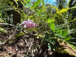 Image result for Indigofera drepanocarpa