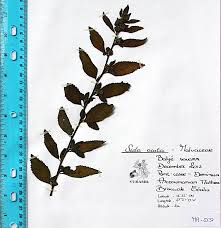 Image result for Sida acuta