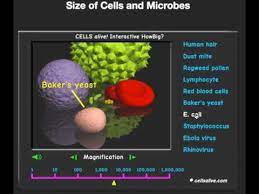 Cell Size: Exploring Cells Alive - Youtube