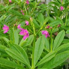 Hampir semua bagian tanaman seperti biji, bunga, daun dan batang dapat dimanfaatkan untuk pengobatan. Bibit Tanaman Daun Ginseng Jawa Bibit Daun Ginseng Jawa Herbal Shopee Indonesia