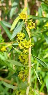 Image result for Heimia salicifolia