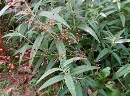 Image result for Xylotheca tettensis