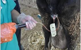 Image result for Retained Placenta