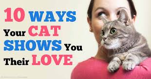 Said to be a territorial thing. Does My Cat Love Me Ways On How Cat Says I Love You