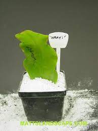 Orchids are susceptible to viruses and other plant diseases. Rooting Epiphyllum In Perlite 7 Picture Mattslandscape Com Orchid Cactus Propagating Plants Hanging Plants