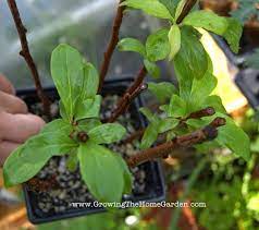 One of the easiest propagation techniques is propagating using hardwood cuttings. Plants To Propagate In Winter Plum Tree Propagating Plants Growing Fruit