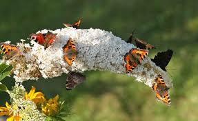 Legen sie den perfekten schmetterlingsgarten an, indem sie die passenden blumen pflanzen. Schmetterlingsgarten Anlegen Die Besten Tipps Mein Schoner Garten