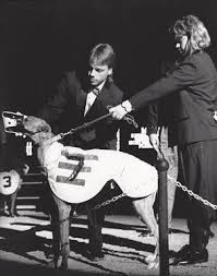 greyhound hall of fame inductee Mo Kick