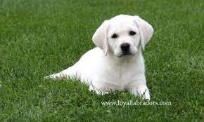 She is the best dog we've ever had and she is a beautiful dog! White English Labrador Puppies For Sale Available Lab Puppy Labrador Puppy Labrador Retriever Puppies English Labrador Puppies