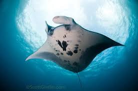 Giant Mantas Manta Birostris Marinebio Http Marinebio Org Species Asp Id 49 Manta Ray Underwater Photography Giant Manta