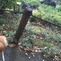 エロス アイーダっていったいどんな マリアージュフレール 茶葉 きょうは