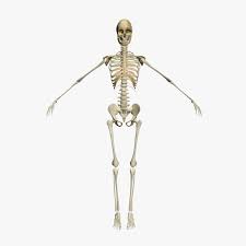 Female Human Skeleton 3d Model Human Skeleton 3d 3d Model Female Human