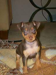Baby Min Pin Click Image To Review More Details And Tips About Pet Dogs Miniature Pinscher Puppy Miniature Pinscher Pinscher