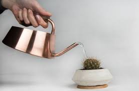 9 essential tips to know how often to water cactus plants. Cactus Care How To Water Cacti Cactuses Terrarium Planting Guide