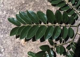 Image result for Cassia sieberiana