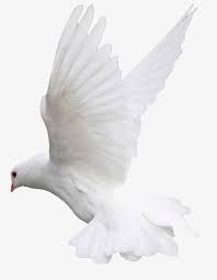 أجنحة الحمامة dove pictures white doves birds