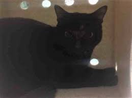 To Be Destroyed 07 X2f 08 X2f 17 Blue Amp Star Were Surrendered Together These Two Housemates Are Scared And Need A Cat Adoption Cat Shelter Cats