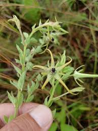 Image result for Satyrium sceptrum