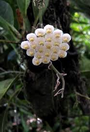 Image result for Eulophia obscura