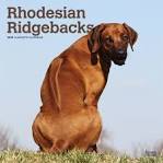 About Us | Rhodesian Ridgeback Rescue, Inc.