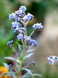 Image result for Cynoglossum