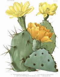 Each stem is pocked with orderly grids of tubercles, which are the source of spines, flowers and fruit. Opuntia Aciculata Wikipedia