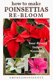 How To Make Poinsettias Rebloom As Houseplants Poinsettia Plant Poinsettia Care Poinsettia
