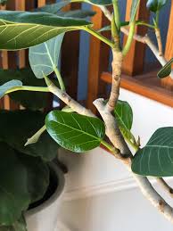 Many species of plants that originate in jungle environments have surprisingly easy care requirements. I Ve Owned This Ficus Benghalensis Audrey Ficus For 5 Months It Just Started Growing New Leaves After Shedding Them For Months Why Houseplants