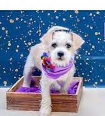 We are currently facilitating adoptions by appointment only. Kansas City Mo Terrier Unknown Type Small Meet Lulu A Pet For Adoption