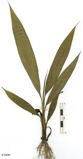 Image result for Molineria