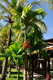 Pindo palm fruit are not great off the tree, but the jelly… incredible. Jelly Palm Butia Capitata Native To South America But Producing Fruit Here In This Hotel Grounds In Siem Reap Cambodia Stock Photo Picture And Royalty Free Image Image 105715017