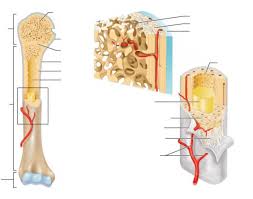 Since its inception over a decade ago, the 'diamond concept', a conceptual framework of what is essential for a successful bone healing response, has gained great acceptance for assessing and planning the management of. Gross Anatomy And Structures Of Long Bone