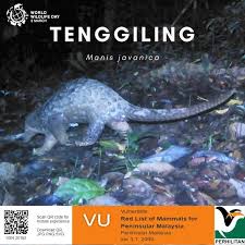 Jantung musang tanggalong terdiri daripada 4 kamar seperti pmeliharaan. Jabatan Perhilitan S Tweet Kenali Spesies Hidupan Liar Tenggiling Atau Sunda Pangolin Boleh Ditemui Di Brunei Cambodia Indonesia Laos Malaysia Myanmar Singapura Thailand Dan Vietnam Di Malaysia Spesies Ini Adalah Dilindungi Sepenuhnya
