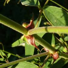 Image result for Desmodium tortuosum