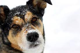 This particular gene actually affected the tan marked ground. American Bulldog German Shepherd Mix Info Pictures Facts Traits