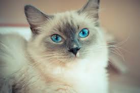 Breed standards are just guidelines of how your cat should typically act, but not a definitive rulebook. 7 Things You Should Know About Ragdoll Cats By Bom Gamer Medium