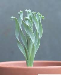 Image result for Albuca kirkii