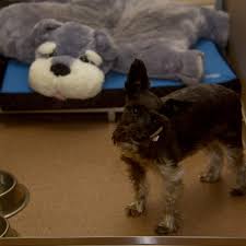 Find affordable care for your pets today. All Pets Animal Hospital 24 Hour Emergency Care Katy Tx