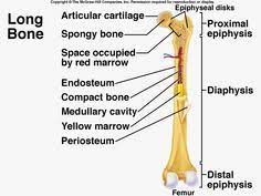 Aa bone that looks like a sheet of modeling clay molded over an object b. 7 Human Body Ideas Anatomy And Physiology Physiology Human Anatomy And Physiology