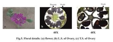 Image result for Corbichonia decumbens