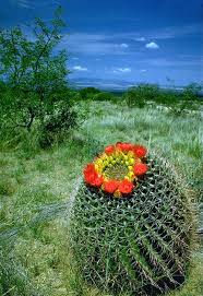 Barrel cacti are various members of the two genera echinocactus and ferocactus, found in the deserts of southwestern north america. Barrel Cactus