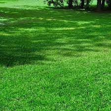 The best solution is to plant good grass that grows in shade. Best Sod For Shady Areas In Your Lawn And How To Make Sure It Grows