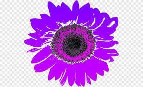Tanaman bunga yang membutuhkan sinar matahari penuh ini memiliki kelompok bunga ungu yang menarik dan tumbuh setinggi sekitar 18 inci. Ikon Komputer Bunga Matahari Umum Bunga Matahari Ungu S Ungu Violet Png Pngegg