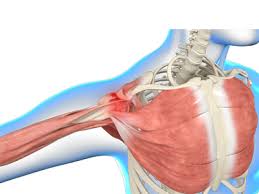 Thickening or calcium deposits in the supraspinatus tendon or subacromial bursitis results in pain during abduction of shoulder joint from. Shoulder Impingement Boise Rotator Cuff Tendons Boise Eagle Id