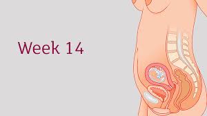 14 Weeks Pregnant All You Need To Know Tommy S