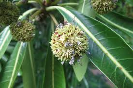 Image result for Breonadia