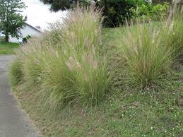 Image result for Cenchrus setaceus