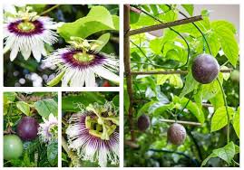 Image result for Passiflora edulis